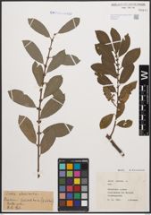 Foto von Salix cinerea L.